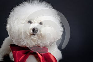 Sad little bichon frise