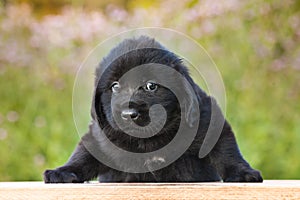 Sad Little Black Puppy