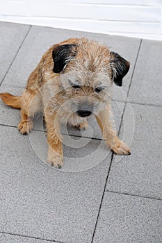 Sad little border terrier sitting on terrace