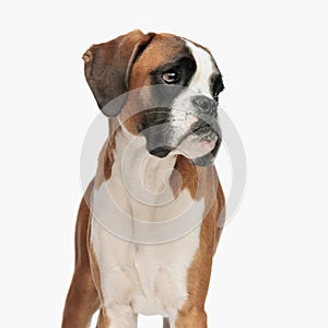 sad little boxer doggy looking to side with timid eyes while standing
