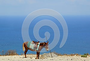 A sad little donkey, the sea and the horizon