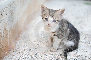 Sad little grey kitten sitting lonely on the stairs