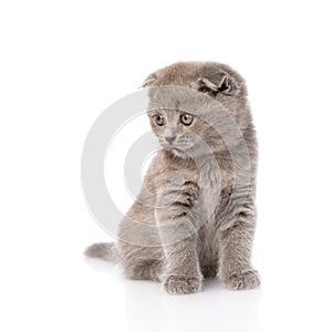 Sad little kitten looking away. isolated on white background