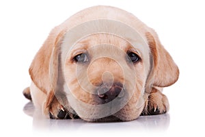 Sad little labrador retriever puppy