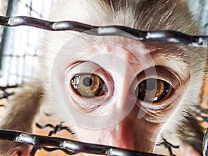 Sad little monkey in a cage