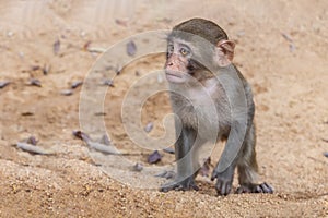 Sad little monkey macaque is on a yellow sand background in the natural park