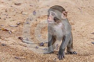 Sad little monkey macaque is on a yellow sand background in the natural park