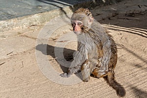 Sad little monkey macaque is on a yellow sand background in the natural park