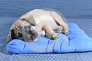 Sad little sick puppy lying on its doggy pillow on a denim background. Looks at camera.Pet health care, veterinary,