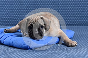 Sad little sick puppy lying on its doggy pillow on a denim background. Looks at camera.Pet health care, veterinary,