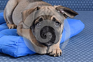 Sad little sick puppy lying on its doggy pillow on a denim background. Looks at camera.Pet health care, veterinary,