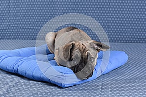 Sad little sick puppy lying on its doggy pillow on a denim background. Looks at camera.Pet health care, veterinary,