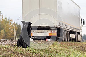 Sad Lonely black Dog wait on the road, highway