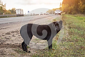 Sad Lonely black Dog wait on the road, highway