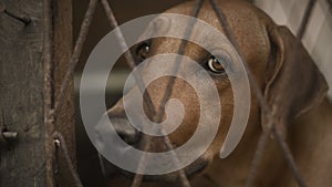 Sad and lonely expression of the ridgeback dog`s face close up photograph, dog in a cage looking at the camera through the iron