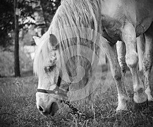 Sad lonely forsaken horse, tied on a chain, eating grass