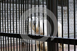 A sad and lonely polar bear in a cage