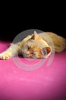 A sad and lonely red kitten lies on a purple simple background