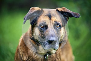 Sad and lonely senior dog looking at camera