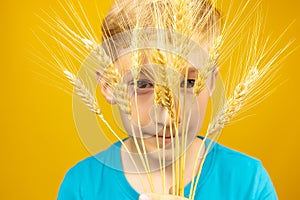 Sad look of the boy through the ears of wheat which he put to his face