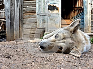 Sad look of a dog lying on the ground against the background of an old wooden house