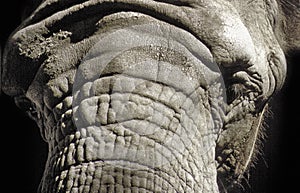 Sad look of Elephant photo