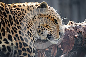 A sad look of a leopard