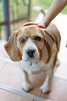 The sad look of an old beagle, a dog shelter, an animal\'s affection