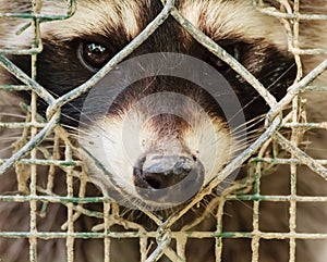 The sad look of a raccon behind the cage