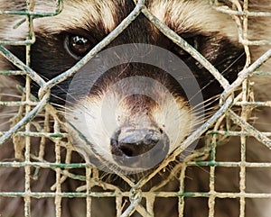 The sad look of a raccon behind the cage photo