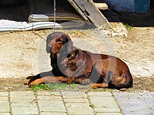 Sad looking brown colored dog