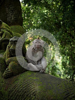 Sad looking crab-eating long-tailed macaque Macaca fascicularis sitting next to statue Ubud Monkey Forest Bali Indonesia