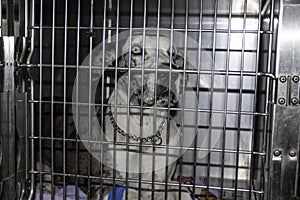 Sad looking dog in a cage at the veterinary clinic