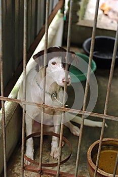 Sad looking dog in shelter