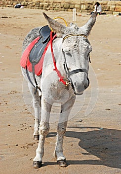 A sad looking Donkey on the beach..
