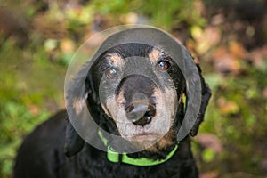 Sad looking English black and tan cocker spaniel dog