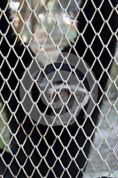 A sad-looking gibbon