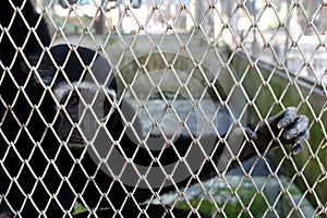 A sad-looking gibbon 2