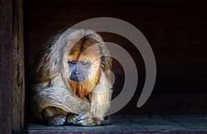 Sad looking howler monkey