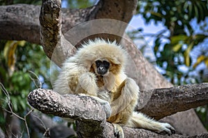 Sad Looking Lar Gibbon Hylobates lar, also known as White Hand