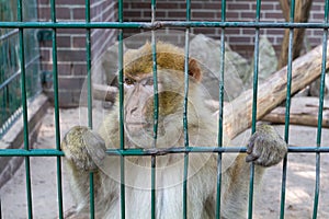 Sad looking monkey in his cage