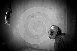 Sad looking monkey in a cage