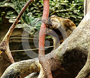 Sad looking monkey sitting on the tree