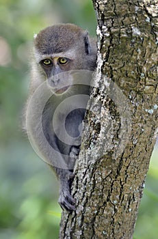 Sad looking monkey in tree