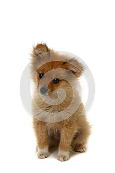Sad Looking Pomeranian Puppy