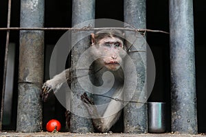monkey. sad looking primate, looking from behind a cage.caged monkey in a zoo India, sad monkey locked in cage,