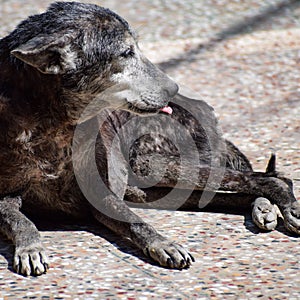 A sad-looking street dog with folded ears. Dog playing outside smiles. Homeless mongrel dog waiting for a new owner