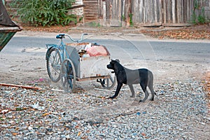 Sad looking street dog scavenging in rubbish cart of human scavenger