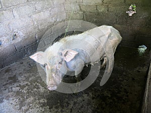 Sad looking thin pig in pigsty