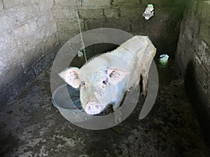 Sad looking thin pig in pigsty
